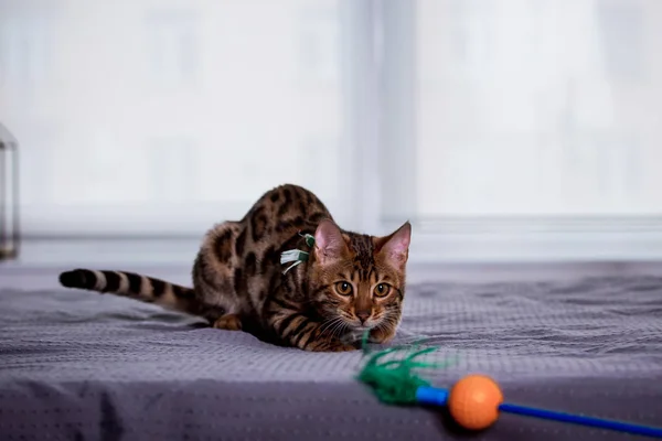 Syn Bengal Katt Leker Hemma — Stockfoto