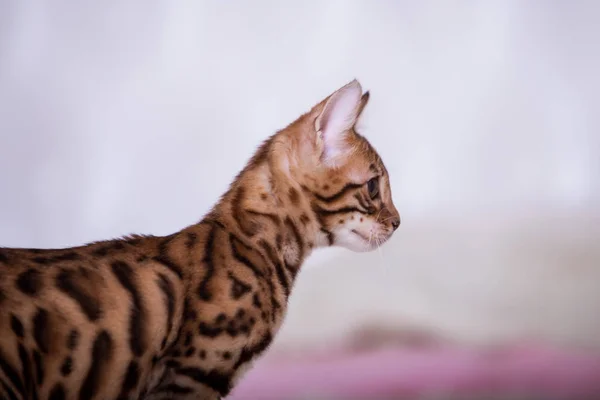 Portrait Cute Cat Posing Home — Stock Photo, Image