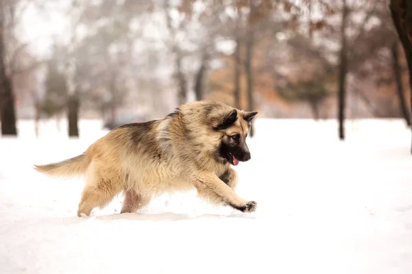 Perro Guardián Jugando Aire Libre Temporada Invierno —  Fotos de Stock