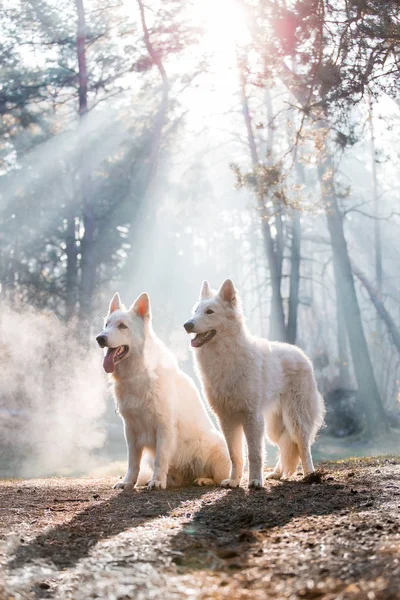 Dos Perros Pastores Alemanes Blancos Posando Bosque Durante Día —  Fotos de Stock