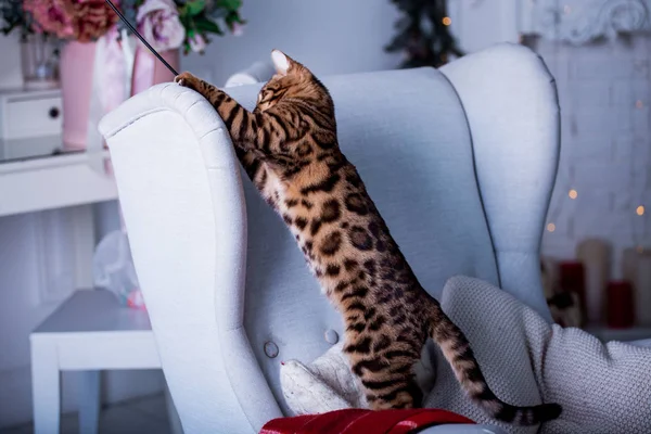 Vista Del Gatto Del Bengala Che Gioca Casa — Foto Stock