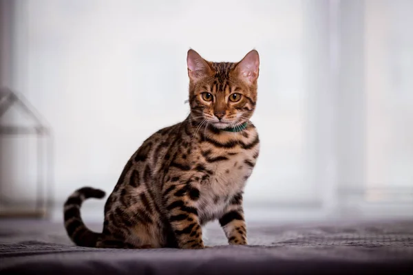 Retrato Gato Bengala Casa — Foto de Stock