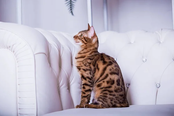 Evde Beyaz Kanepe Üzerinde Poz Sevimli Kedi — Stok fotoğraf