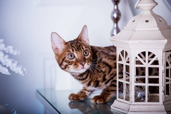 evde oyunlarda zaman harcama oyuncu sevimli kedi