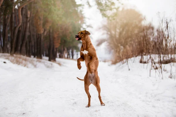 Зимнем Лесу Играет Собачка Пёсик — стоковое фото