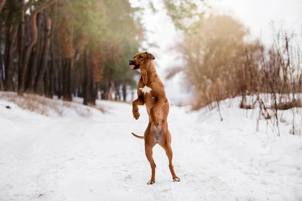 Árbol Tennessee Brindle Perro Jugando Invierno Bosque — Foto de Stock