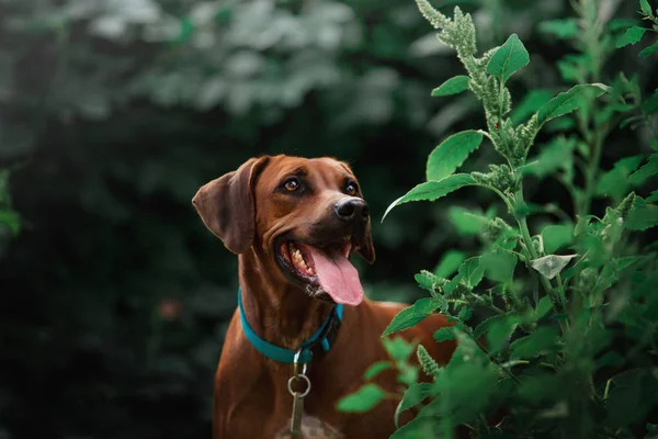 ağaçlandırma tennessee brindle köpek gündüz açık havada poz