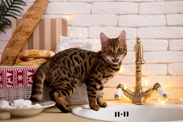 evde Bengal kedi portre 