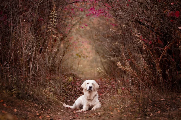 Golden Retriever Posando Camino Aire Libre Durante Día —  Fotos de Stock