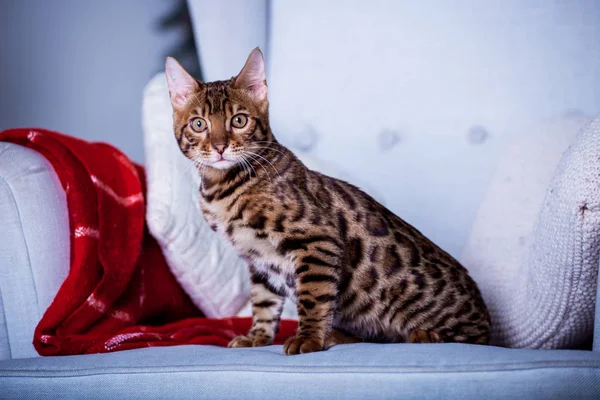 Schattige Kat Poseren Witte Sofa Thuis — Stockfoto