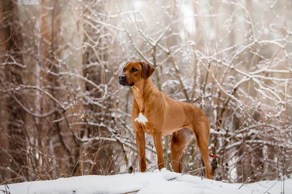 treeing tennessee brindle dog playing in winter forest