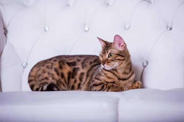 Cute Cat Posing White Sofa Home — Stock Photo, Image
