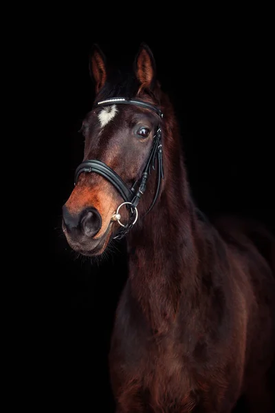 Portrait Horse Black Background — Stock Photo, Image