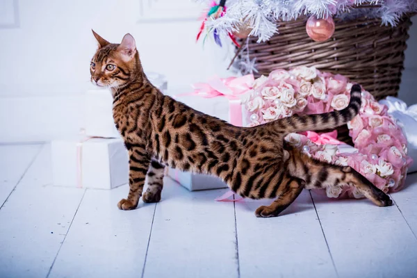 evde oyunlarda zaman harcama oyuncu sevimli kedi