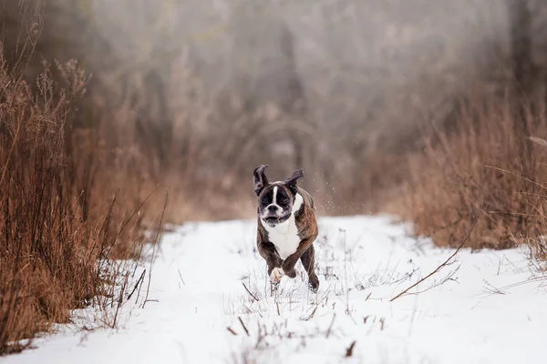 Pies Bokser Gra Lesie Zimowym Ciągu Dnia — Zdjęcie stockowe