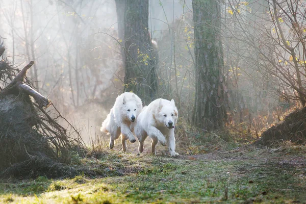 Dos Perros Pastores Alemanes Blancos Corriendo Por Bosque Durante Día —  Fotos de Stock