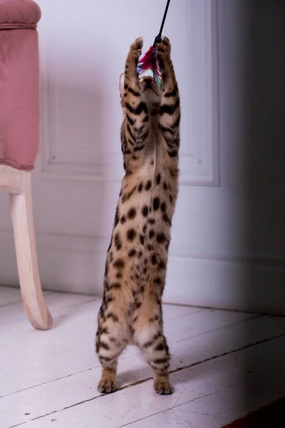 Vista Del Gato Bengala Jugando Casa — Foto de Stock