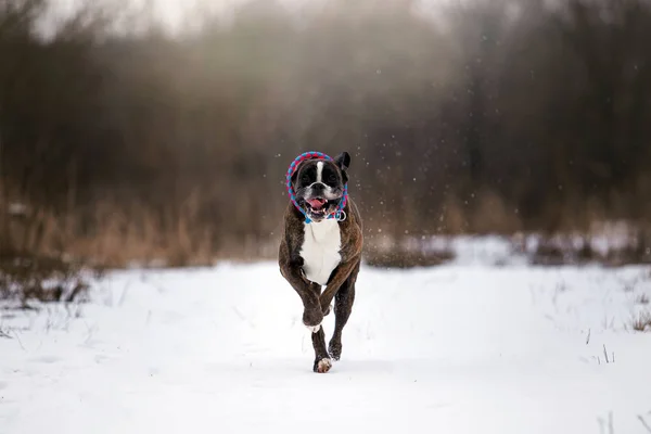 Боксер Собак Играет Зимнем Лесу Дневное Время — стоковое фото