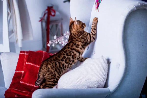 Vista Gato Bengala Jogando Casa — Fotografia de Stock