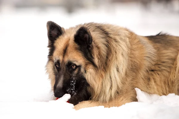 冬の季節に屋外で遊ぶガード犬 — ストック写真