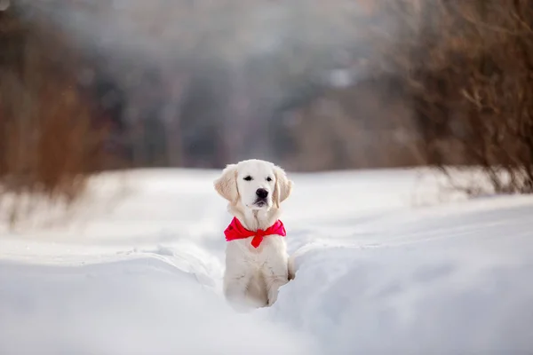 gündüz karda çalışan altın retriever yavrusu 