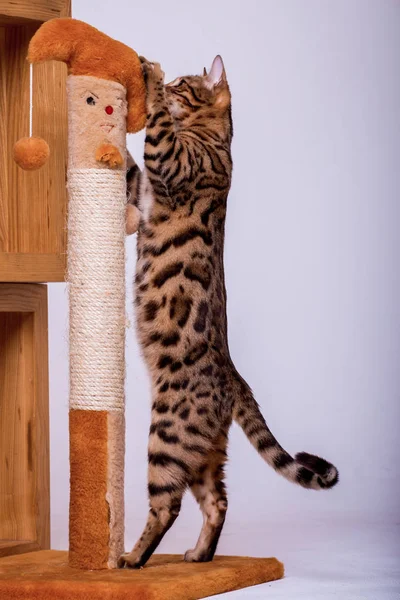 Vista Del Gato Bengala Jugando Casa — Foto de Stock