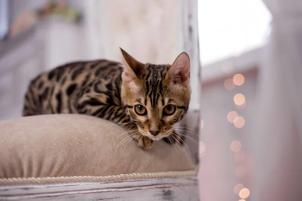Retrato Gato Bengala Casa — Fotografia de Stock