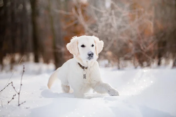 puppy of golden retriever playing in snow at daytime