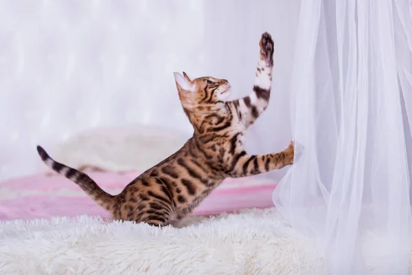 Evde Oyuncak Ile Oynarken Sevimli Kedicik — Stok fotoğraf