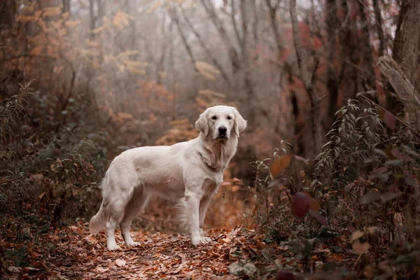gündüz açık havada yaprakları poz altın retriever 