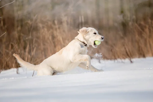 puppy of golden retriever playing in snow at daytime