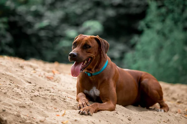 Árvore Tennessee Brindle Cão Deitado Areia Temporada Verão — Fotografia de Stock