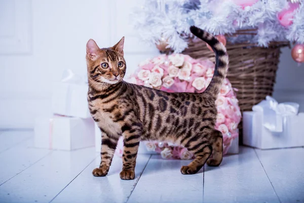 evde oyunlarda zaman harcama oyuncu sevimli kedi