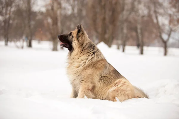 Guard Dog Playing Outdoors Winter Season — Stock Photo, Image