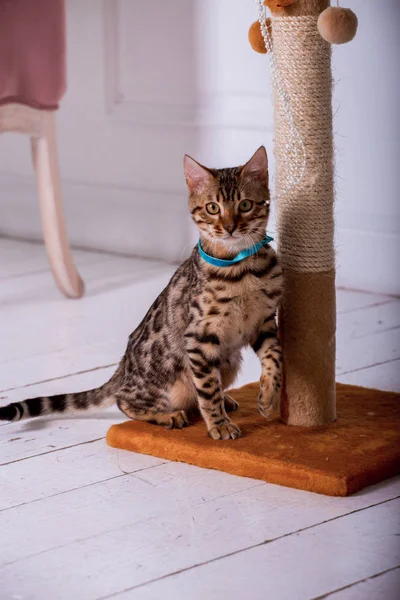 evde oynayan Bengal kedi görünümü 