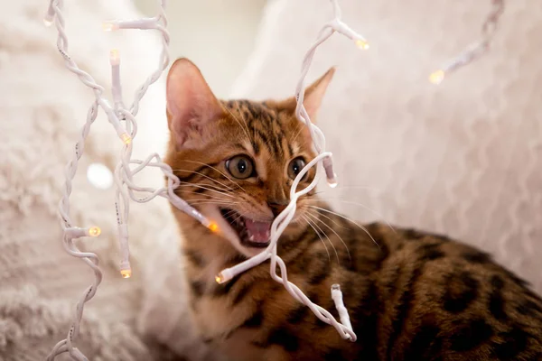 Porträt Der Bengalkatze Hause — Stockfoto