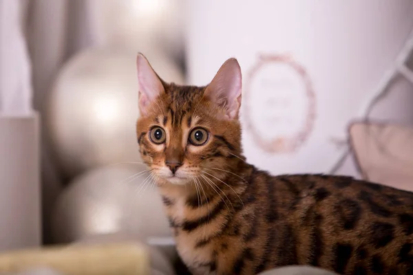 Portrait Cute Cat Posing Home — Stock Photo, Image