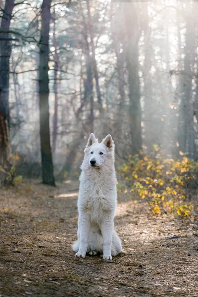 Bílý Německý Ovčák Pes Pózující Lese Dne — Stock fotografie