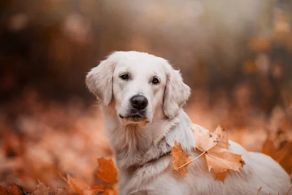 gündüz açık havada yaprakları poz altın retriever 