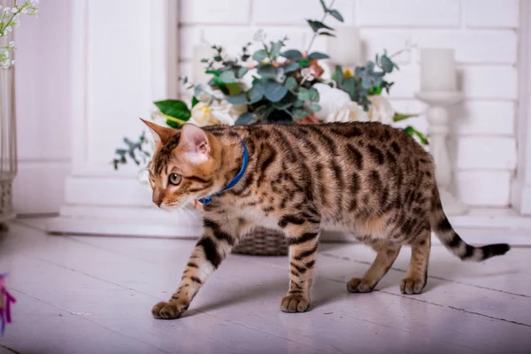 Portrait Bengal Cat Home — Stock Photo, Image