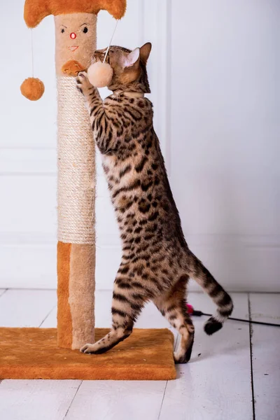 Vista Del Gato Bengala Jugando Casa — Foto de Stock