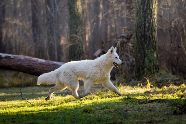 Pastor Alemán Blanco Corriendo Bosque Durante Día —  Fotos de Stock