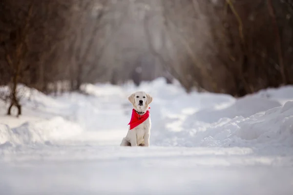 puppy of golden retriever running in snow at daytime