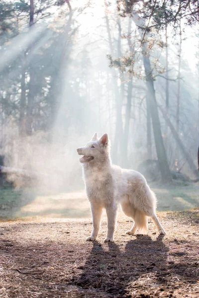 Perro Pastor Alemán Blanco Posando Bosque Durante Día —  Fotos de Stock