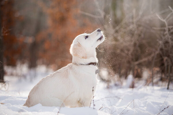 Puppy of golden retriever playing in snow at daytime