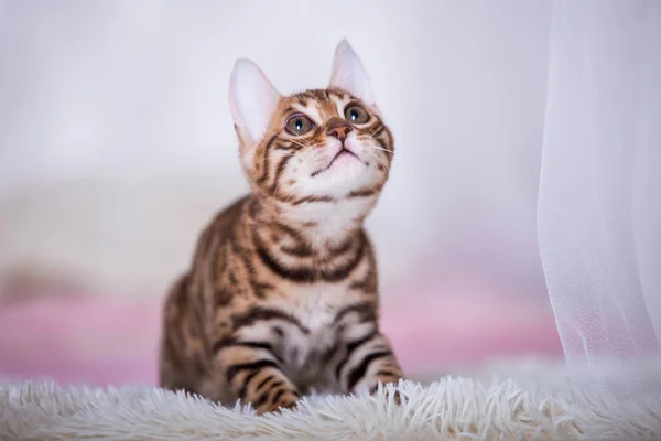 Porträt Der Süßen Katze Posiert Hause — Stockfoto