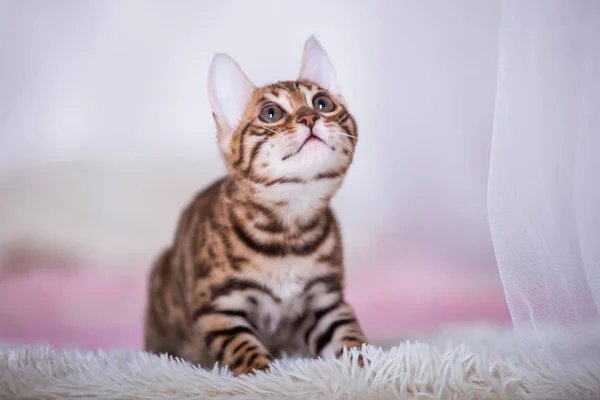 Retrato Gato Lindo Posando Casa — Foto de Stock