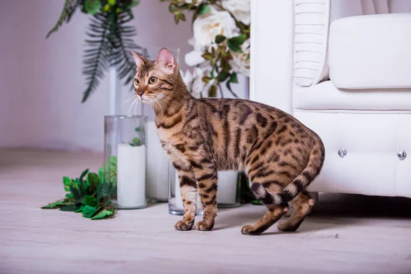 Schattige Kat Poseren Thuis Bloemen Achtergrond — Stockfoto