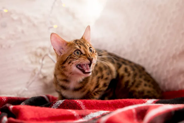 Portret Van Bengaalse Kat Thuis — Stockfoto