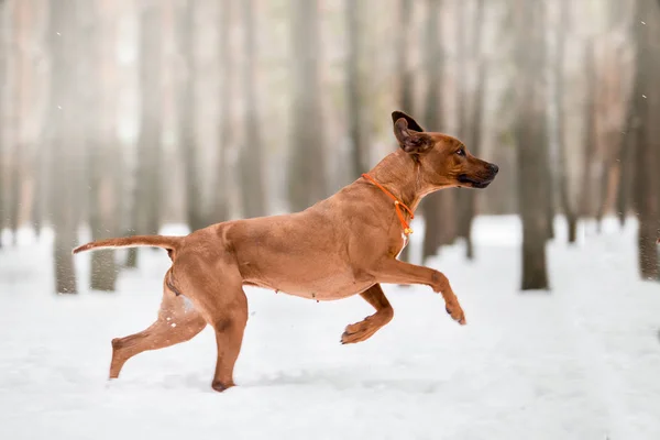 Árbol Tennessee Brindle Perro Jugando Invierno Bosque — Foto de Stock